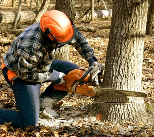 Tree Removal in Center Point, WV